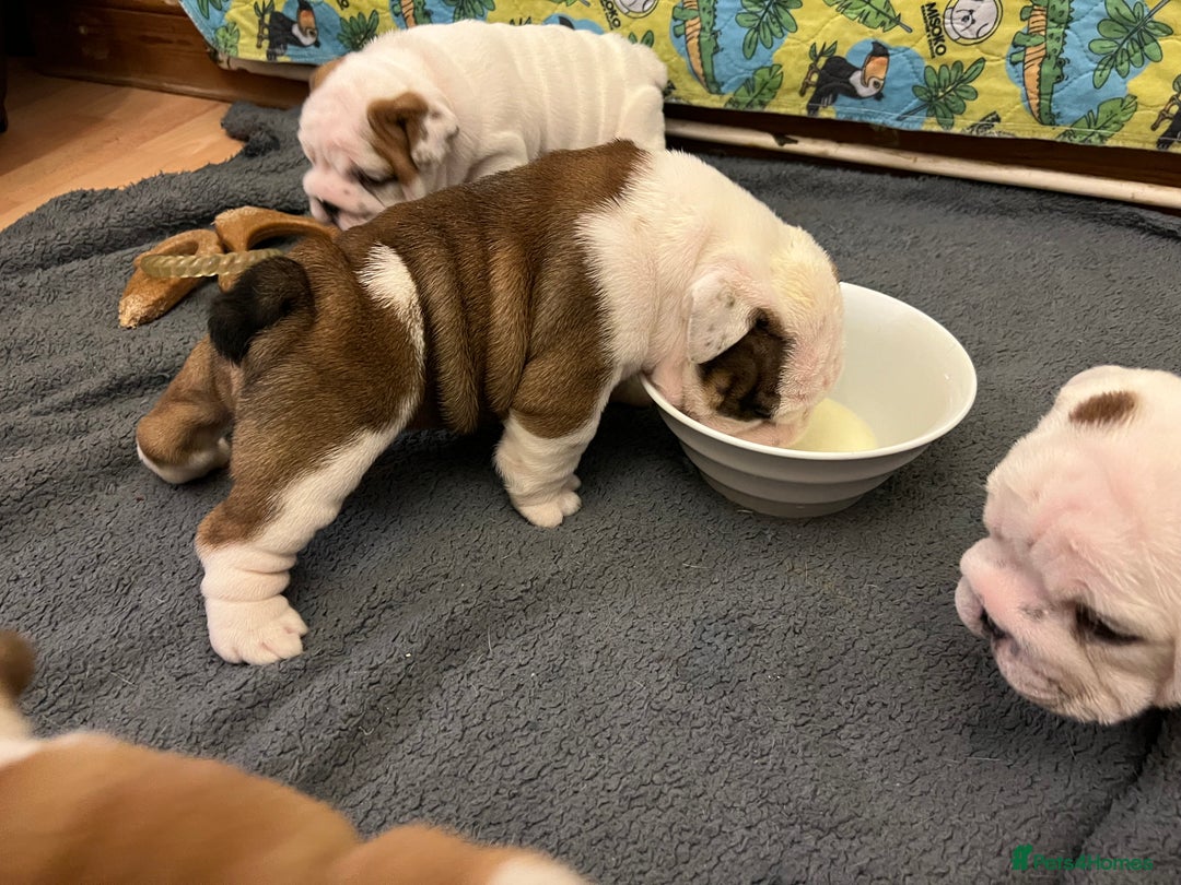 English Bulldog dogs for sale: English bulldogs - Advert 22