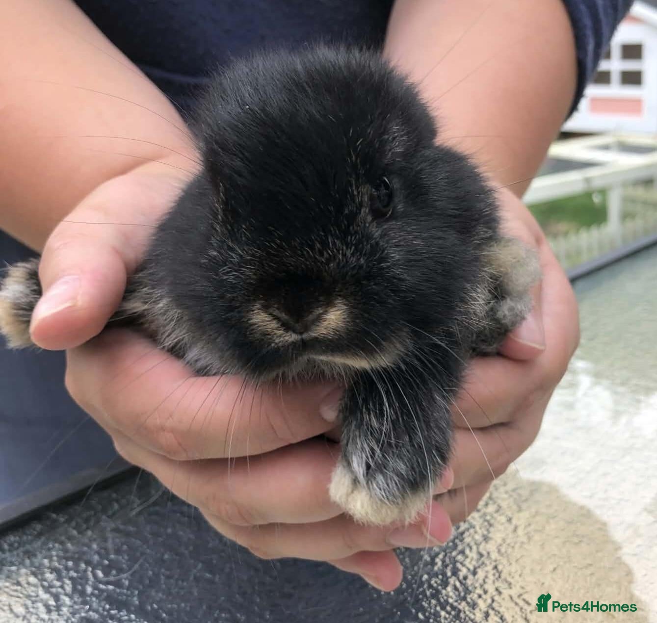 Mini Lop rabbits Mini Lops - Advert 4