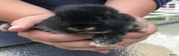 Mini Lop rabbits for sale: Mini Lops in Truro - Advert 4