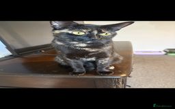Domestic Shorthair cats for sale: Urgently needing re-homing  - Image 2
