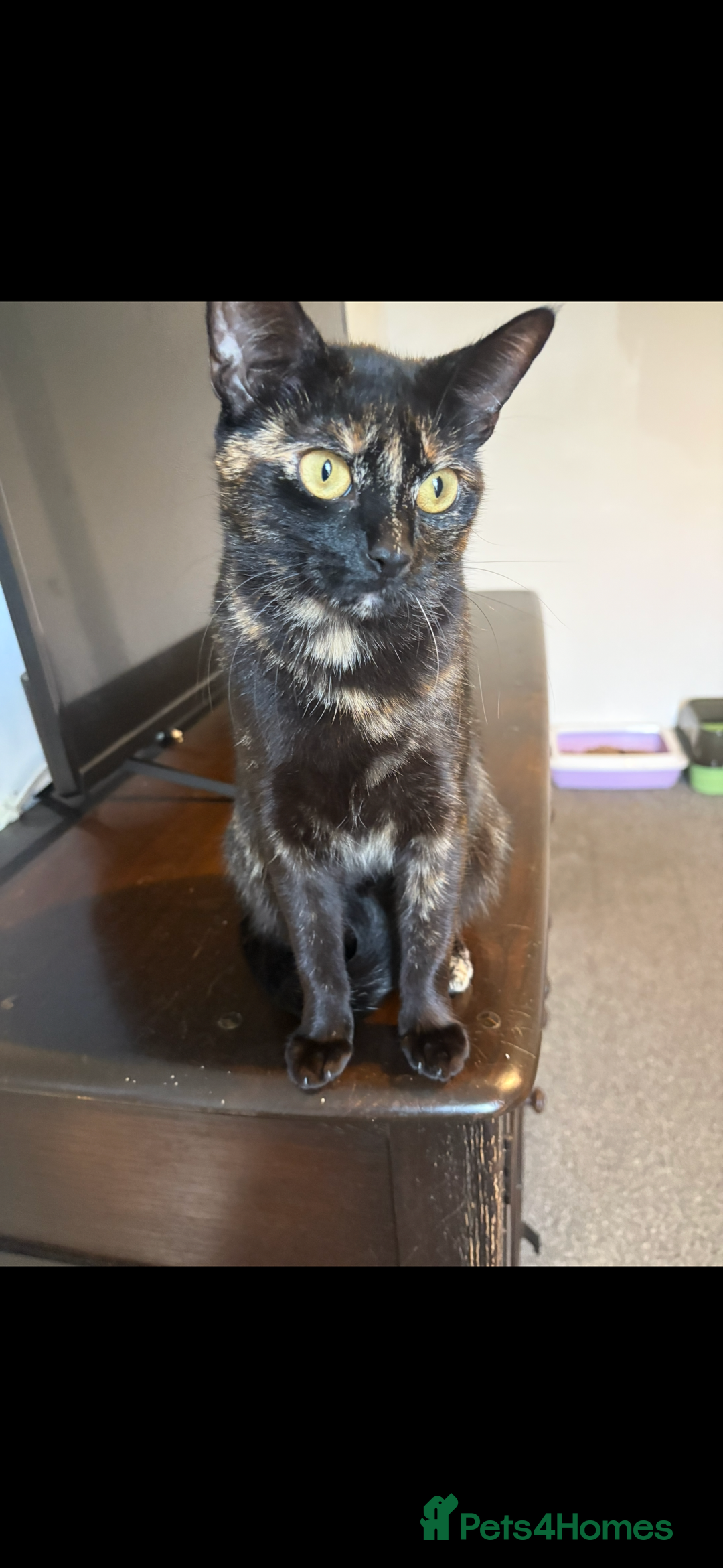 Domestic Shorthair cats for sale: Urgently needing re-homing  - Image 2