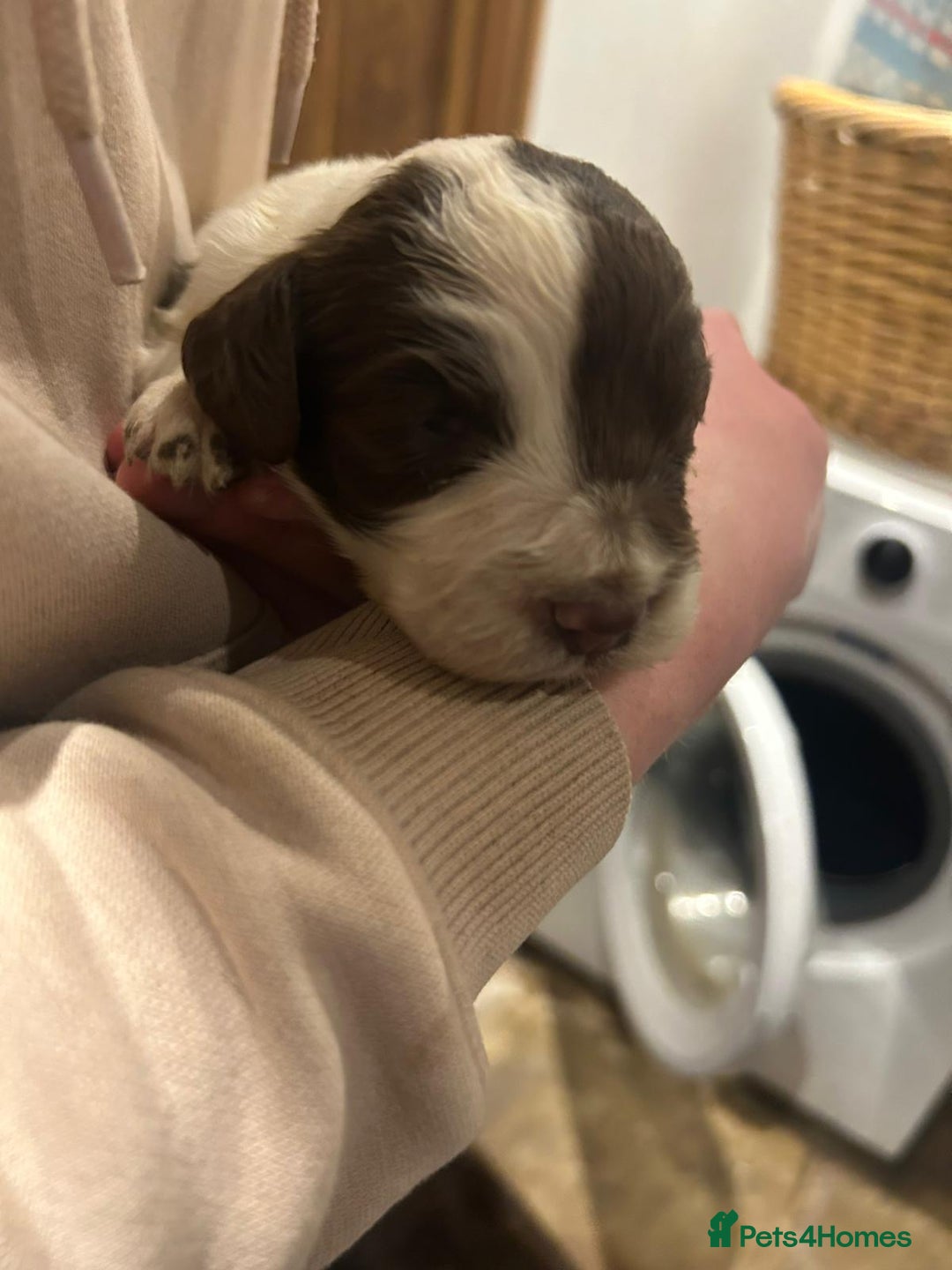 Cocker Spaniel dogs for sale: Working cocker spaniel  - Advert 6