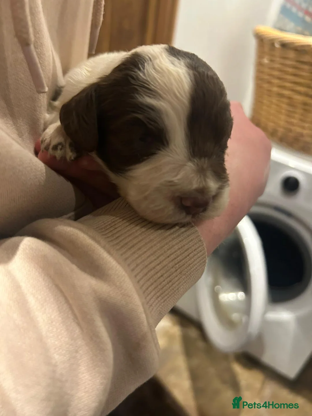 Cocker Spaniel dogs for sale: Working cocker spaniel  - Advert 6