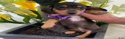 Miniature Dachshund dogs for sale: STUNNING Miniature Dachshund Puppies!!! - Advert 25