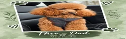 Cockapoo dogs for sale: F1b mini cockapoos - Advert 10