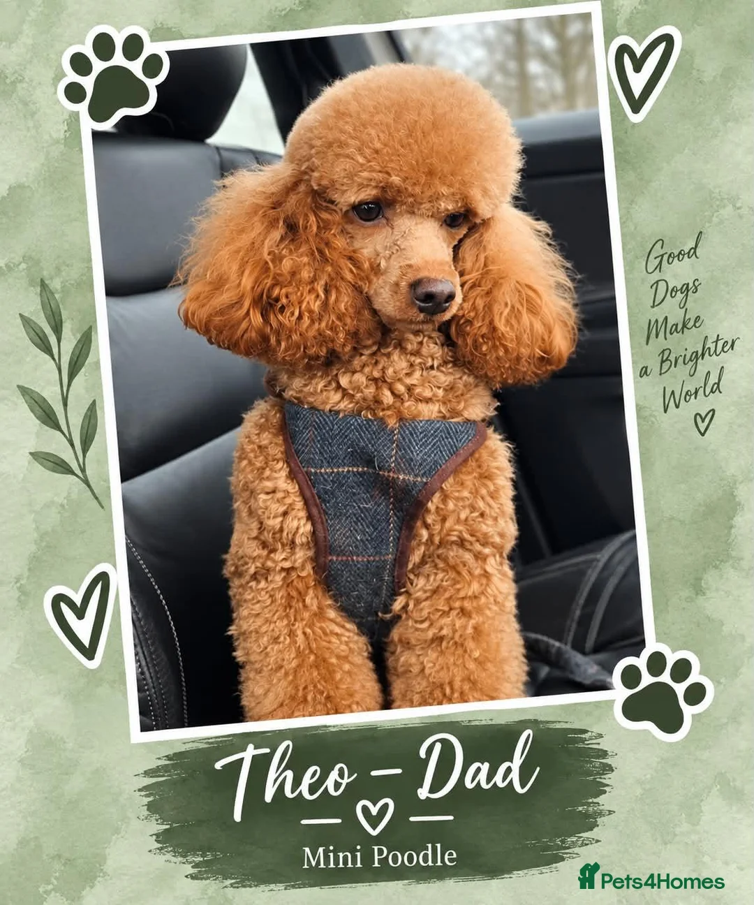 Cockapoo dogs for sale: F1b mini cockapoos - Advert 10
