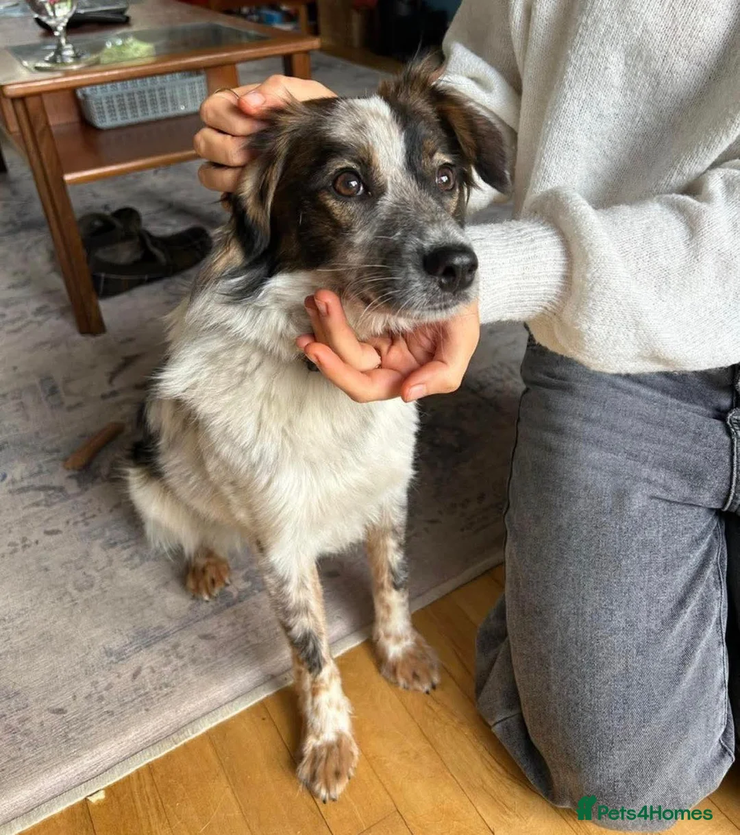 Mixed Breed dogs for adoption: Rescue Chance is looking for his “chance” - Advert 8