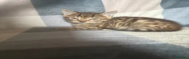 Mixed Breed Kitten 1