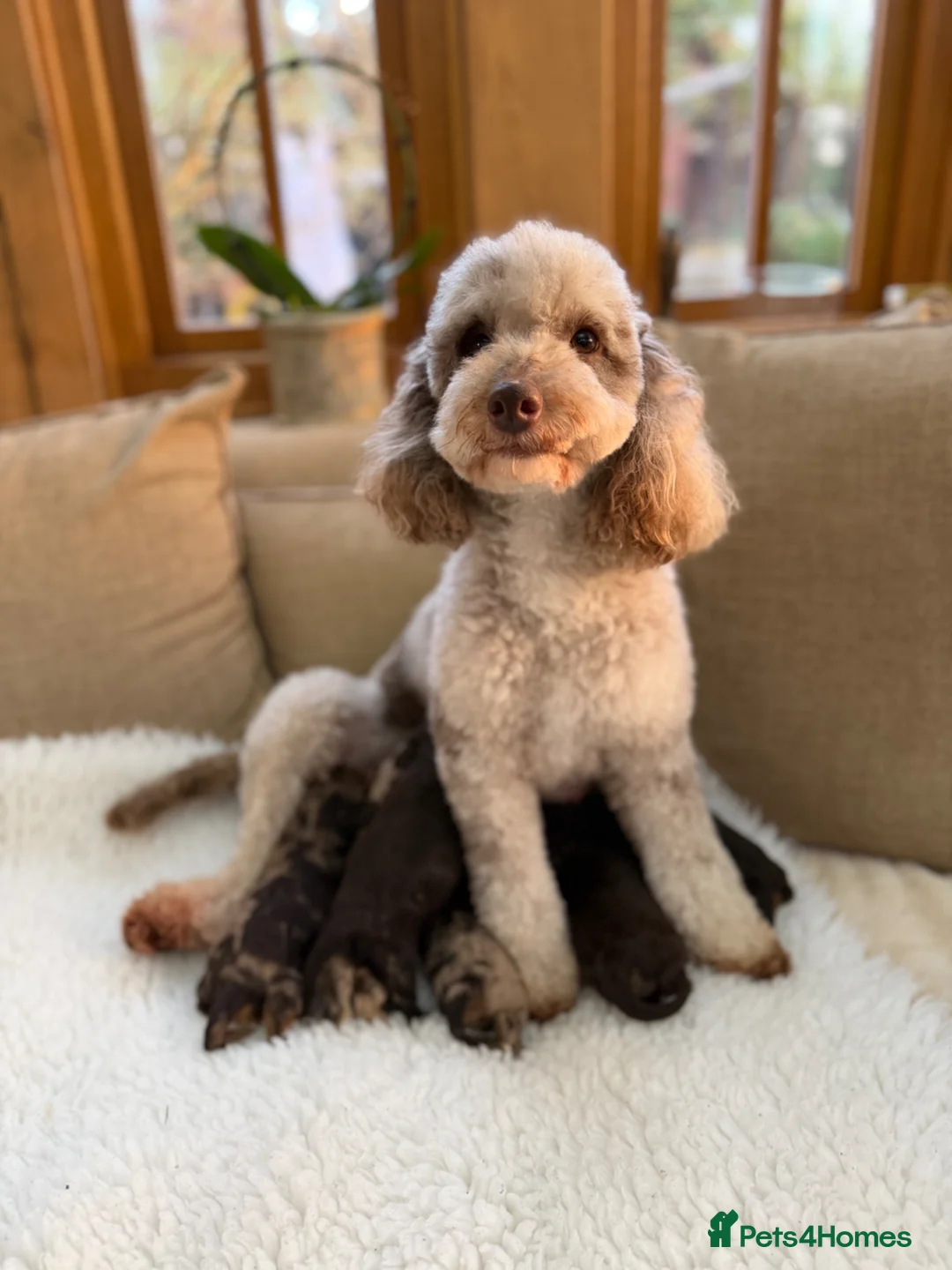 Cavapoo dogs for sale: F1 E ** tensively tested miniature cavapoos  in Romford - Advert 2