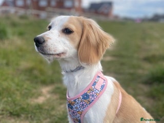 Cocker Spaniel dogs Nellie - Advert 1