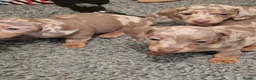 Miniature Dachshund dogs for sale: Minature dashound  in Alfreton - Advert 9