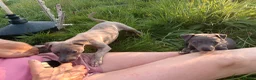 Whippet dogs for sale: 8 stunning puppies  in Okehampton - Advert 8