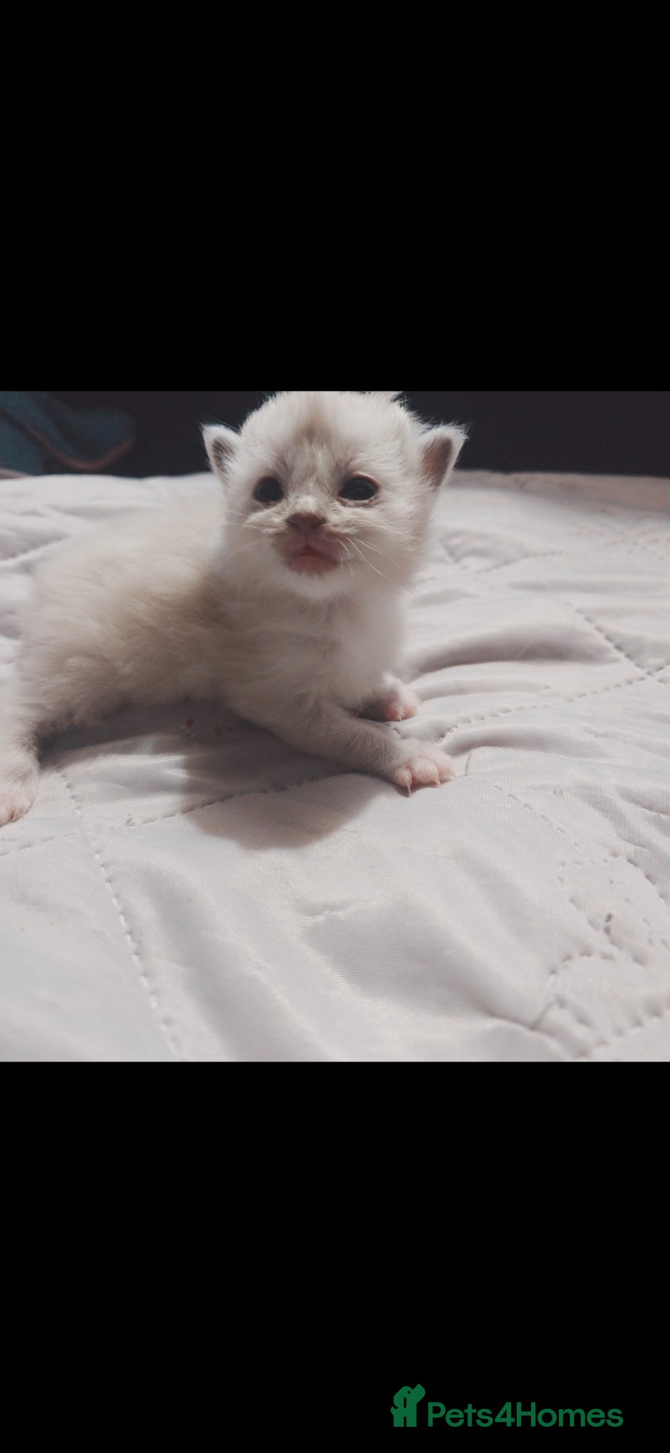 Ragdoll cats for sale: RAGDOLL KITTENS AVALIABLE NOW  - Advert 10