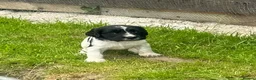 Cocker Spaniel dogs for sale: Beautiful litter of cocker spaniel puppies in Pontypool - Advert 6