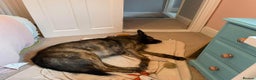 Mixed Breed dogs for adoption: Meet Lenny, currently residing in Southsea in Southsea - Advert 18