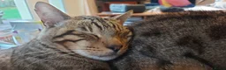 Bengal cats for sale: Beautiful Bengal/Siamese Cross for sale - Advert 1