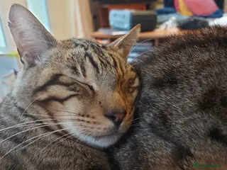 Bengal cats Beautiful Bengal/Siamese Cross for sale - Advert 4