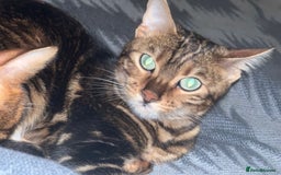 Bengal cats for sale: Marble Bengal Adult Female  - Image 6