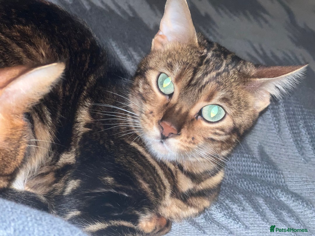 Bengal cats for sale: Marble Bengal Adult Female  - Image 6