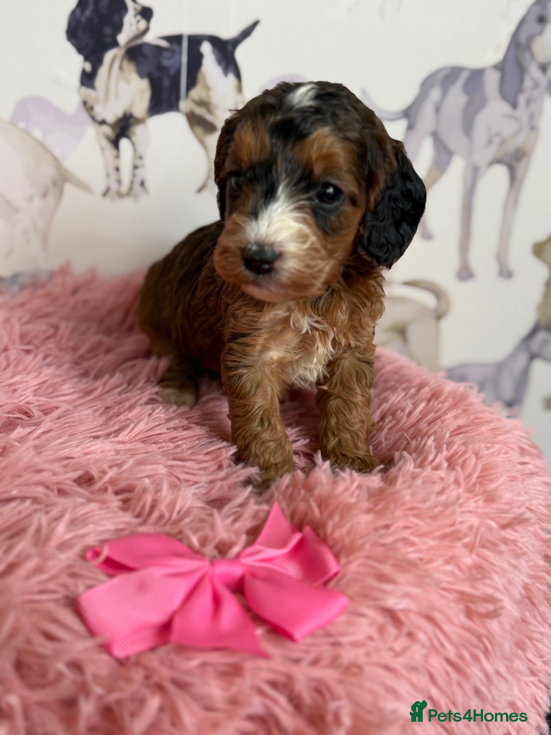 Cockapoo dogs for sale: F1 Cockapoo’s **fully DNA tested** - Image 3