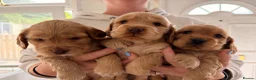 Cocker Spaniel dogs for sale: KC Reg show cocker Boy Ready Now ) 💙 - Advert 4