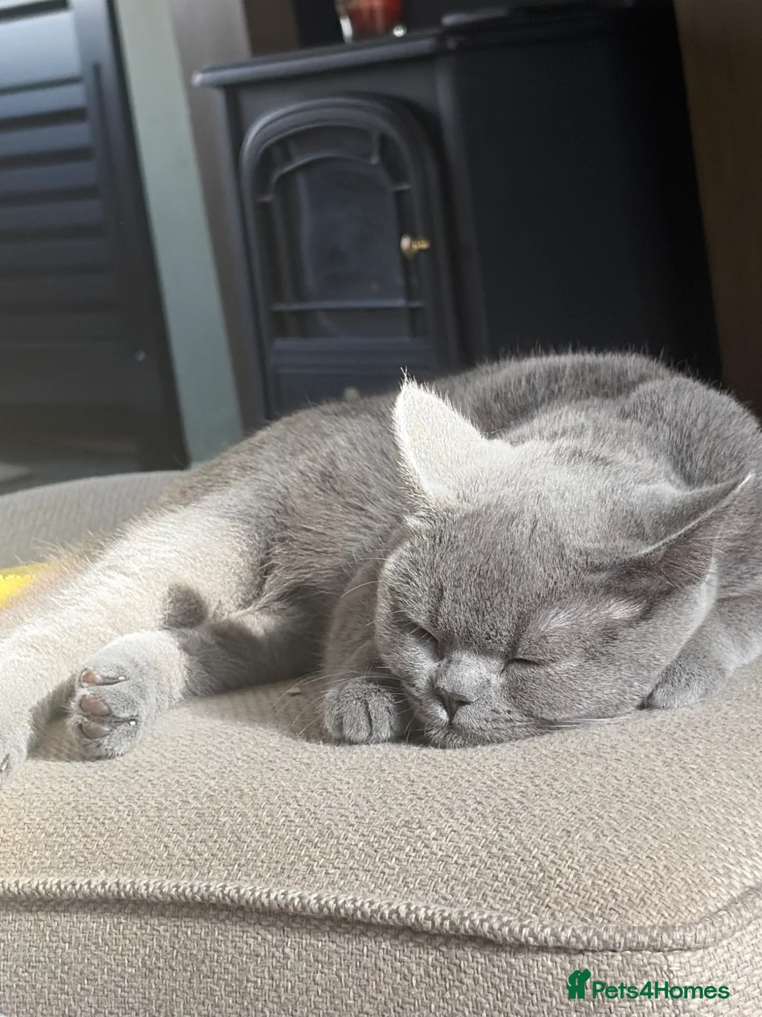British Shorthair cats for sale: 7 month old British blue  - Advert 7