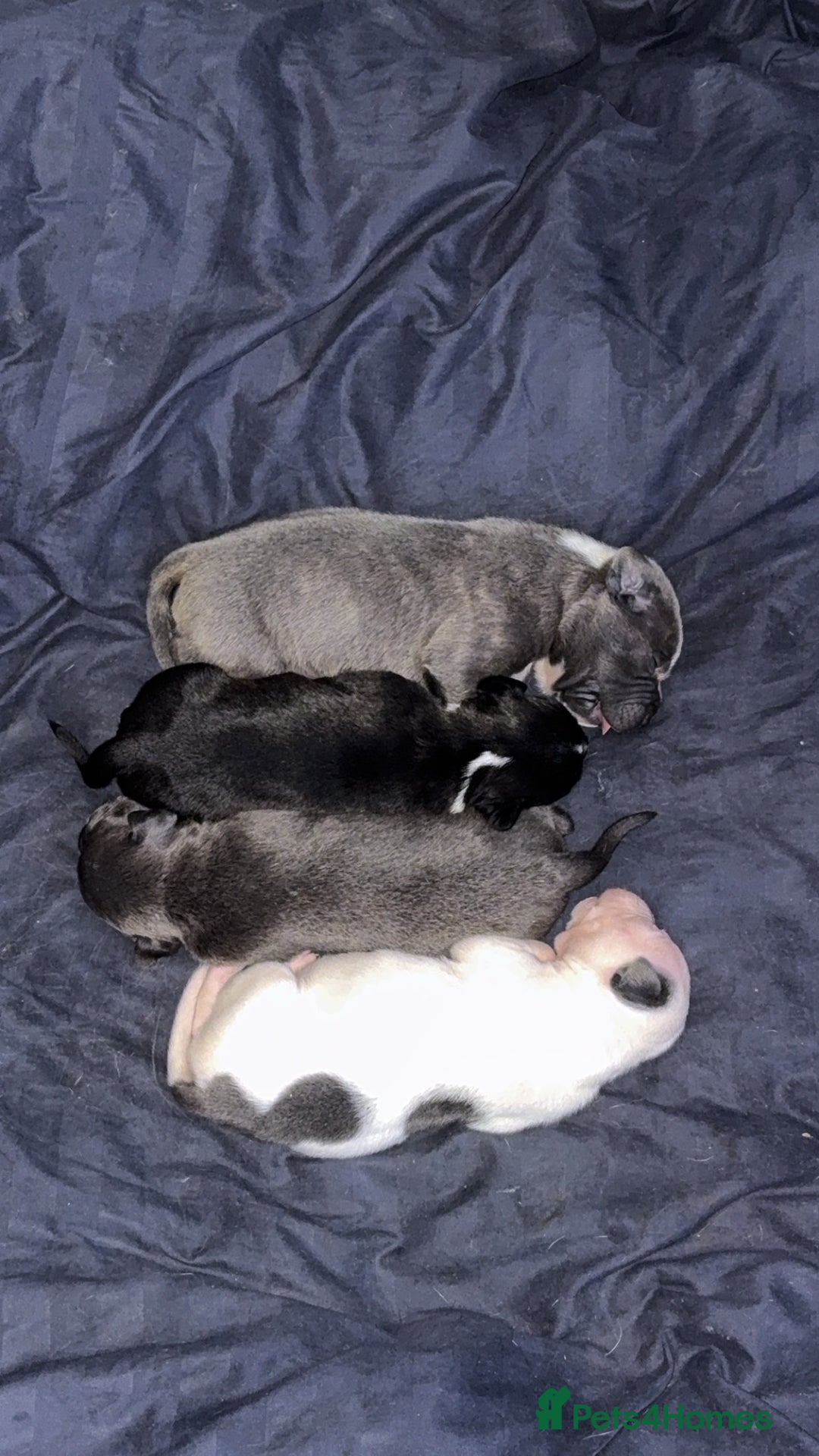 Staffordshire Bull Terrier dogs for sale: Staffy pups for sale  - Advert 10