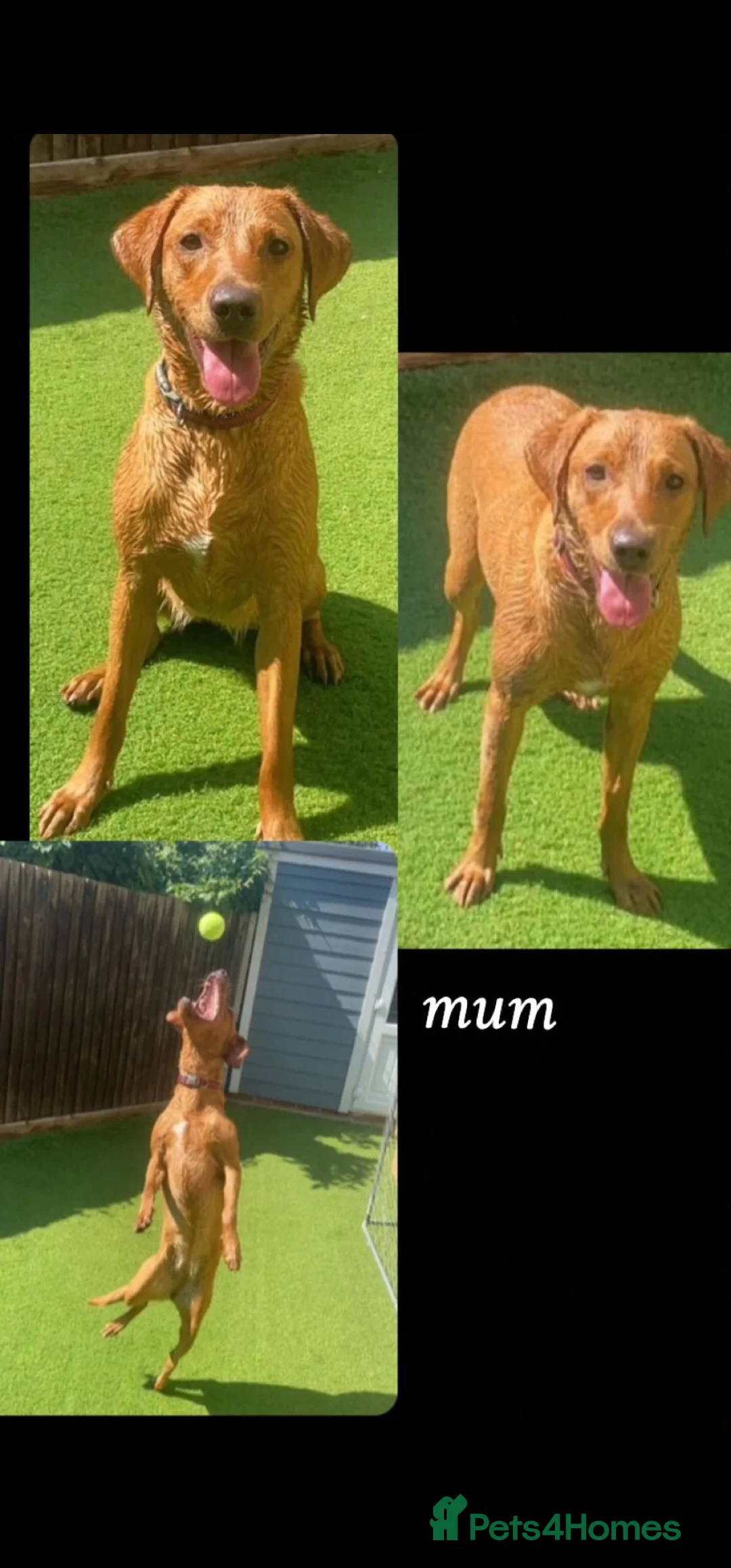 Labrador Retriever dogs for sale: Labrador Retriever Fox Red KC Registered  - Advert 2