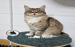 Maine Coon cats for sale: Maine coon kittens - Image 24