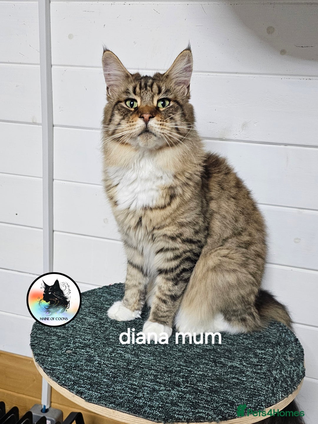 Maine Coon cats for sale: Maine coon kittens - Image 24