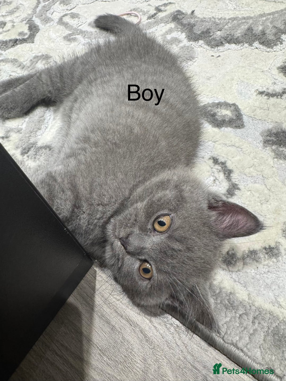 British Shorthair cats for sale: British Shorthair kittens - Advert 6