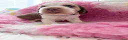 Cocker Spaniel dogs for sale: KC Registered Cocker spaniels  - Advert 11