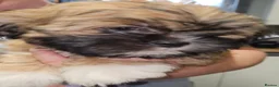 Lhasa Apso dogs for sale: Look 👀 stunning Lhasa Apso puppies. - Advert 4