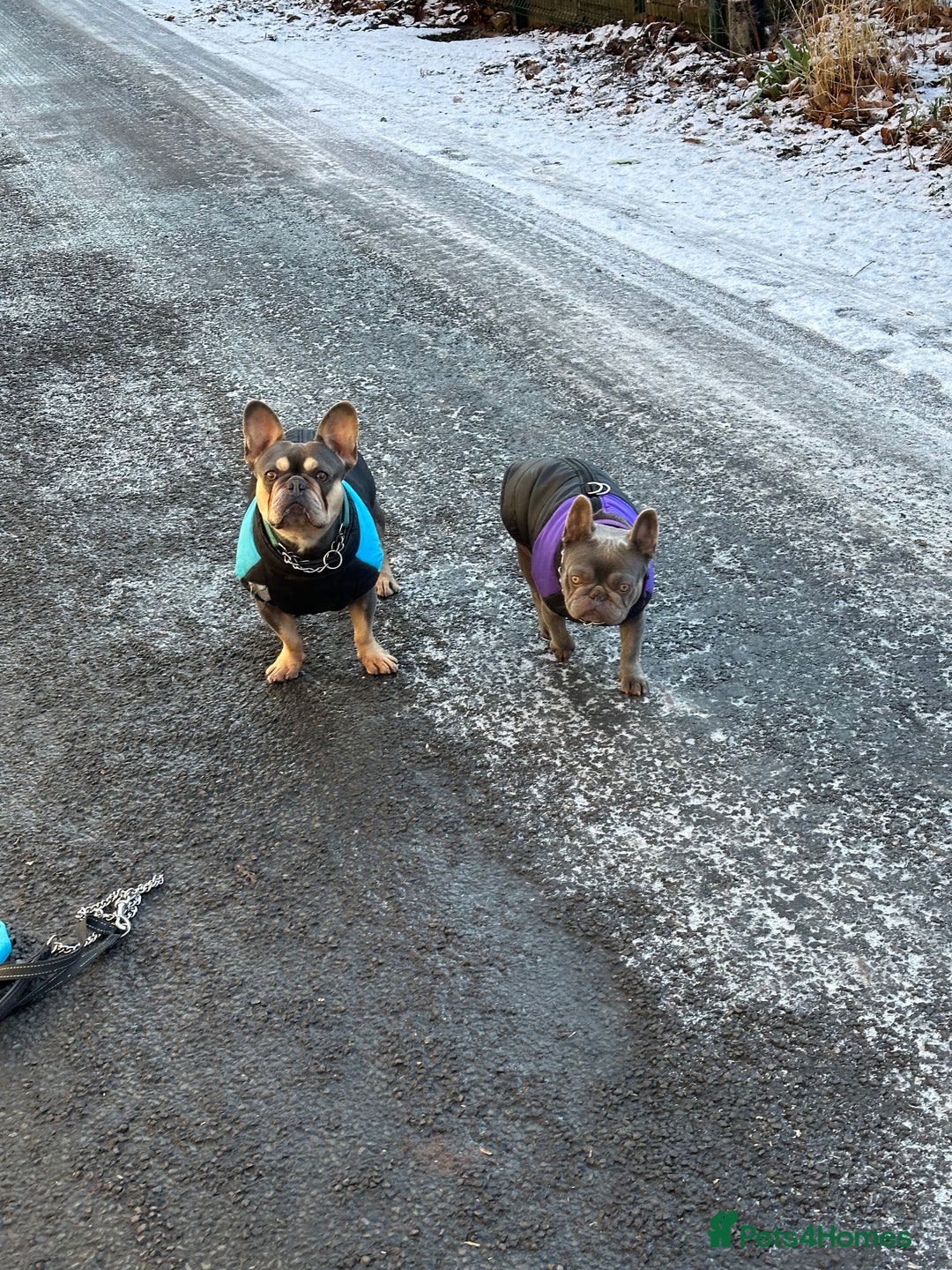 French Bulldog dogs for sale: Beautiful frenchies  - Advert 7