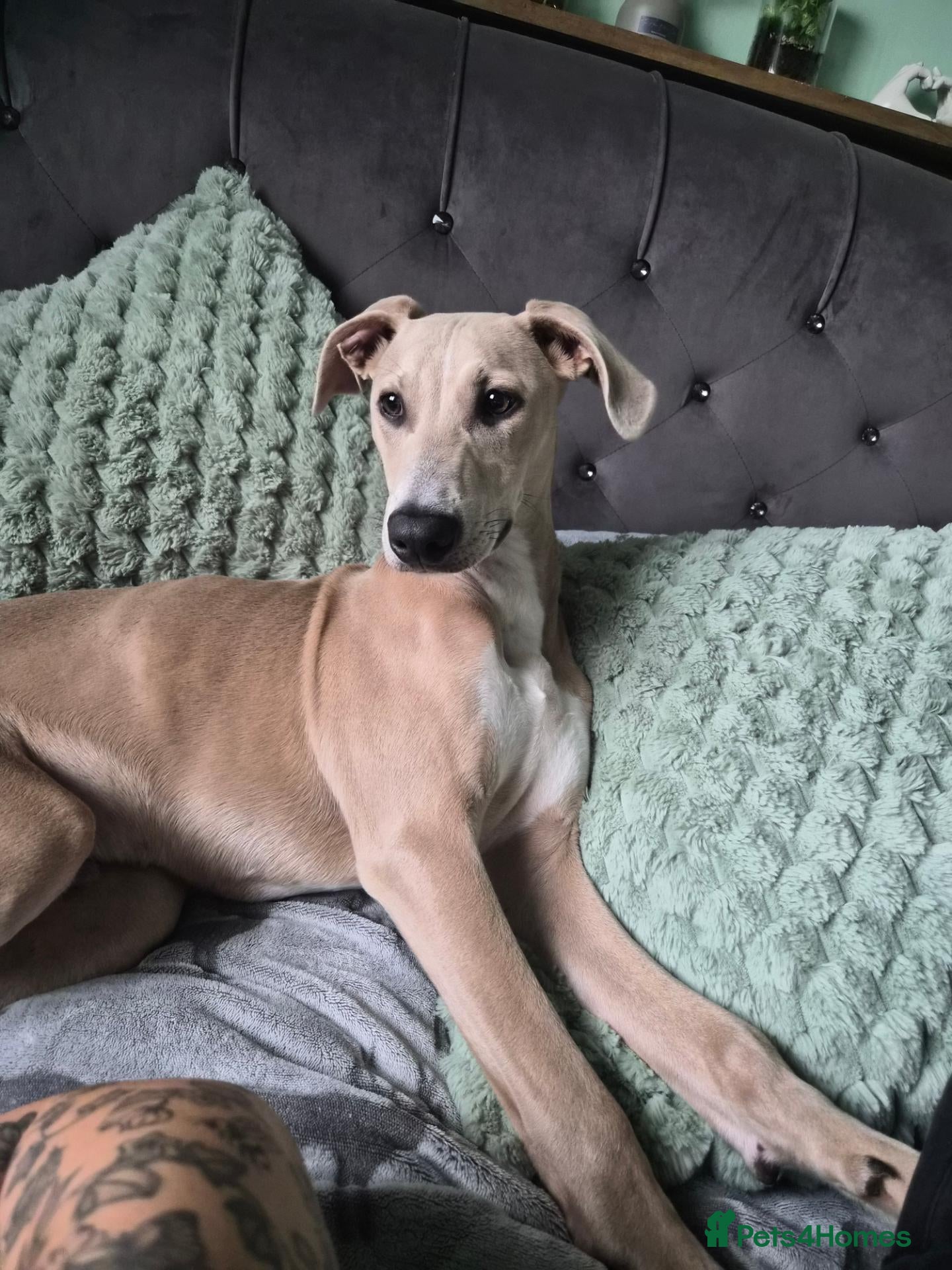 Mixed Breed dogs for sale: 5 month boy - Advert 5