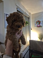 Cockapoo dogs - Advert 15