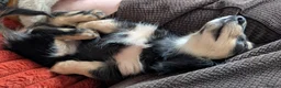 Miniature Dachshund dogs for sale: Stunning last Girl  - Advert 2