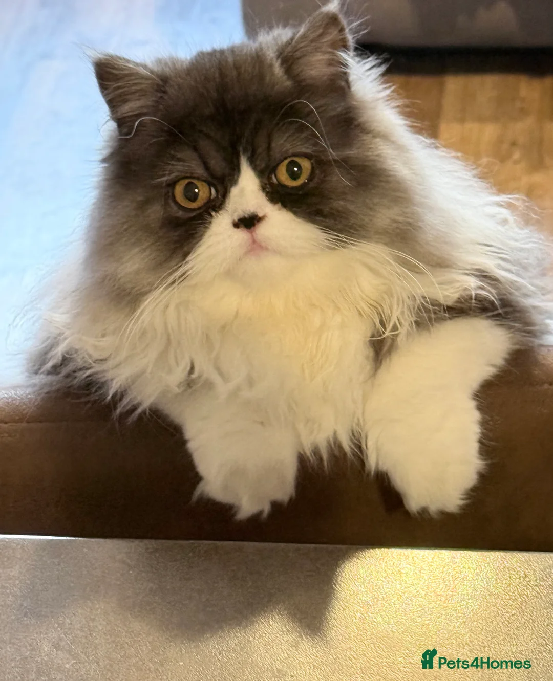 Persian cats for sale: Female Persian  - Advert 8