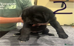 Central Asian Shepherd dogs for sale: Central Asian Shepard x Rottweiler  - Image 26