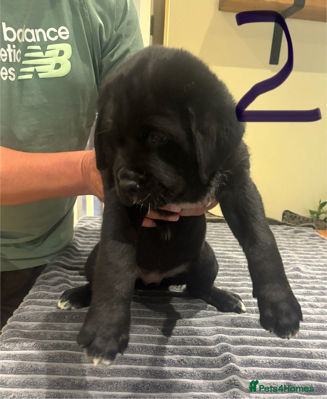 Central Asian Shepherd dogs for sale: Central Asian Shepard x Rottweiler  - Image 26