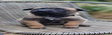 Belgian Shepherd Dog 3 - Black Collar