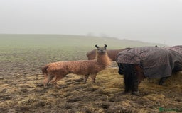 Llama livestock for sale: Llama-nade - Image 1