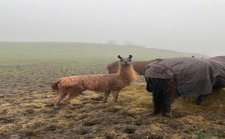 Llama livestock - Advert 4