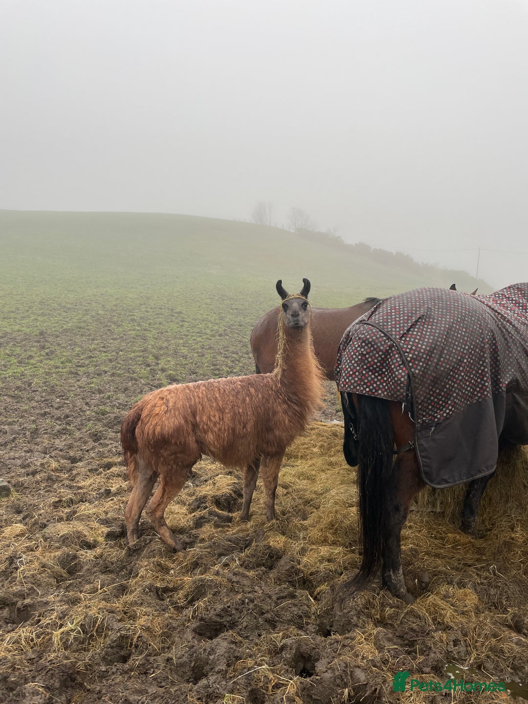 Llama livestock for sale: Llama-nade - Image 1