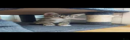 Mixed Breed cats for sale: 3 cute kittens for loving home - Advert 9