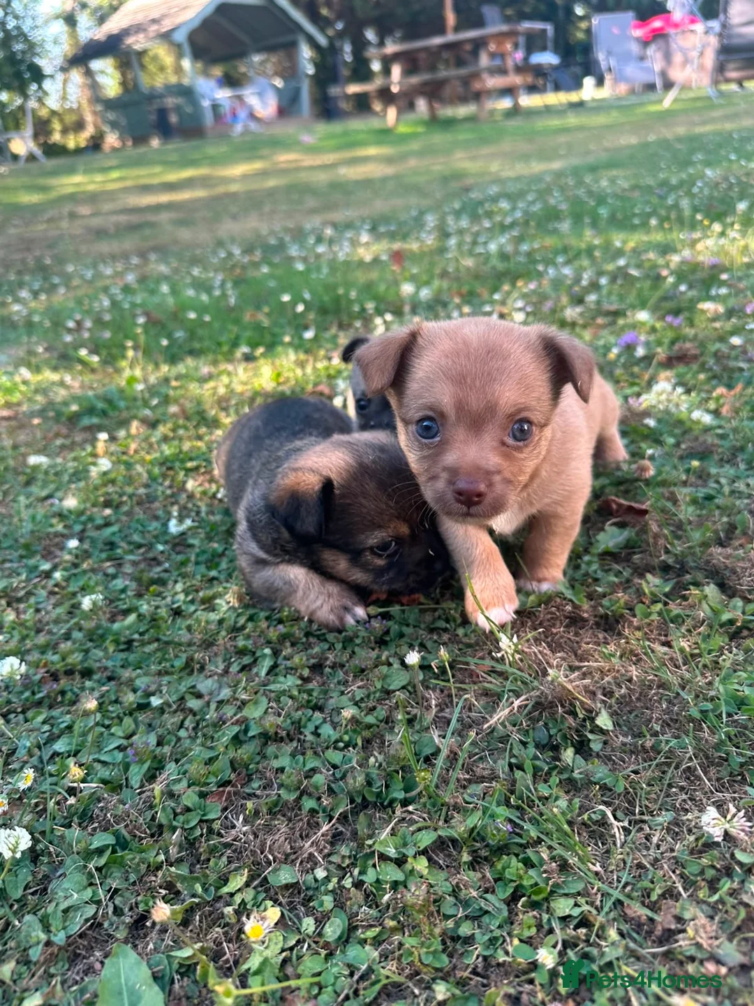 Jack Chi dogs for sale: Jack/chihuahua - Advert 12