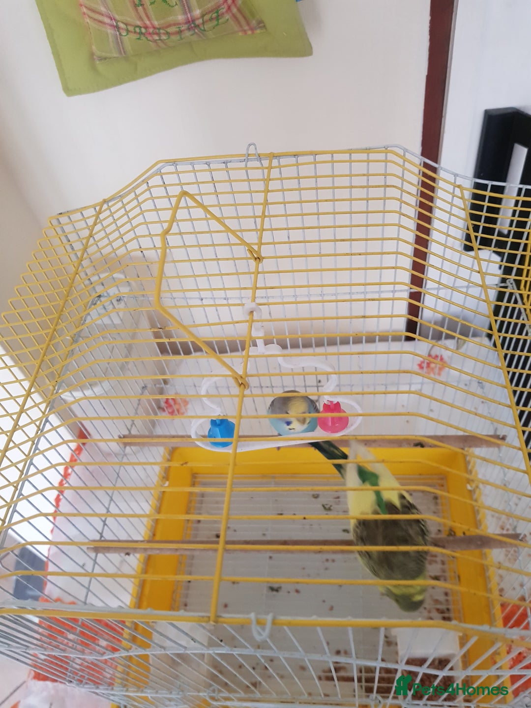 Budgerigars birds for sale: Budgies for sale. - Advert 1