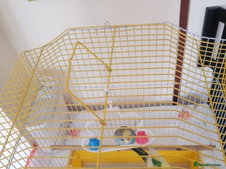 Budgerigars birds Budgies for sale. - Advert 1