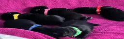 Labrador Retriever dogs for sale: Labrador puppy’s available from 24/09. - Advert 6