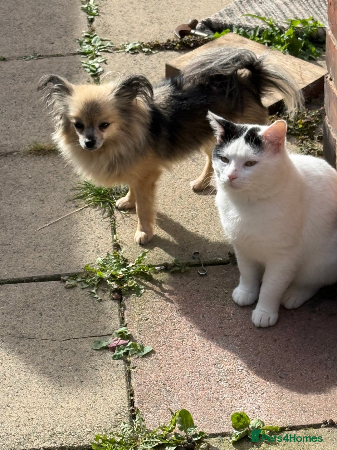 Pomchi dogs for sale: Beautiful fluff ball  - Advert 2